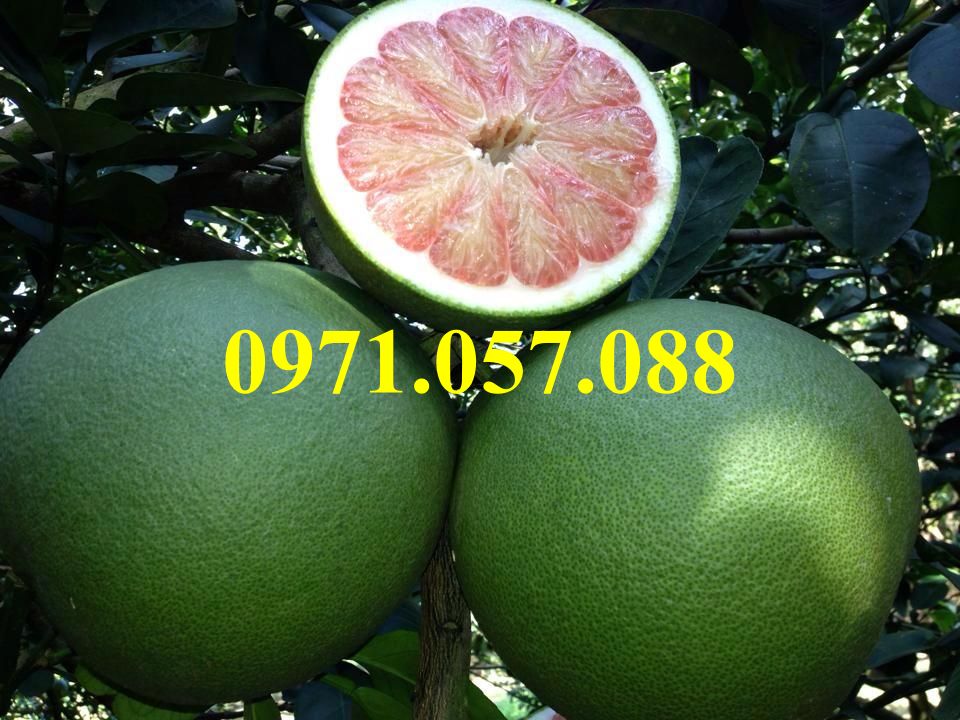 Cây giống bưởi da xanh